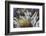 Sagenite Agate, Sammamish, Washington-Darrell Gulin-Framed Photographic Print