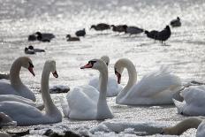 White Swans-Sagitov Aleksey-Photographic Print