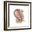 Sagittal View of Pregnant Uterus Showing Displaced Pelvic Organs-null-Framed Art Print