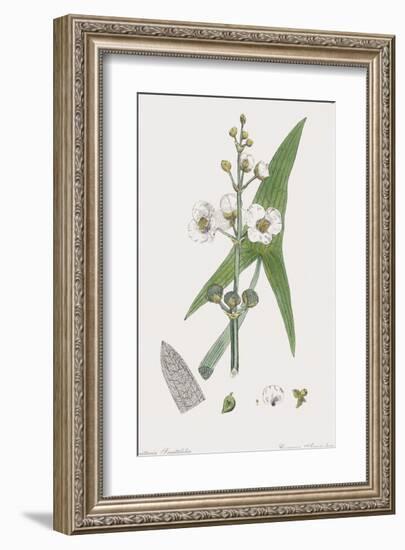 Sagittaria Sagittifolia-James Sowerby-Framed Giclee Print