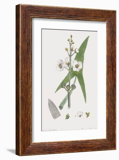 Sagittaria Sagittifolia-James Sowerby-Framed Giclee Print