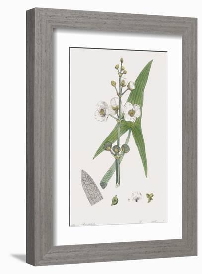 Sagittaria Sagittifolia-James Sowerby-Framed Giclee Print