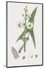 Sagittaria Sagittifolia-James Sowerby-Mounted Giclee Print