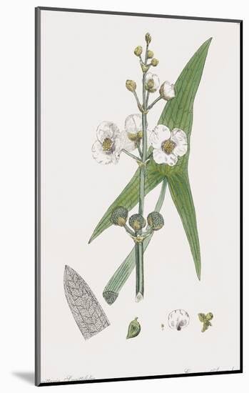 Sagittaria Sagittifolia-James Sowerby-Mounted Giclee Print