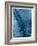 Sago Palm-John Kuss-Framed Photographic Print