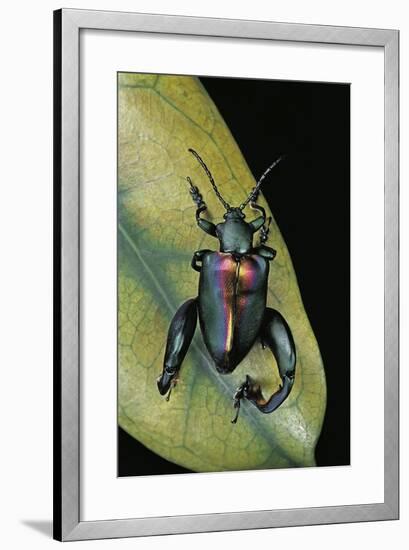 Sagra Buqueti (Frog-Legged Leaf Beetle)-Paul Starosta-Framed Photographic Print