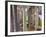 Sagrada Familia, UNESCO World Heritage Site, Barcelona, Catalonia, Spain, Europe-Mark Mawson-Framed Photographic Print