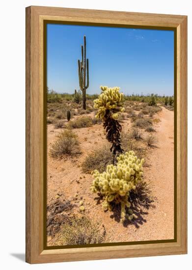 Saguaro and Cholla Cacti in the Arizona Desert-hpbfotos-Framed Premier Image Canvas