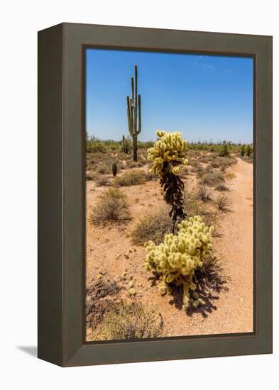 Saguaro and Cholla Cacti in the Arizona Desert-hpbfotos-Framed Premier Image Canvas