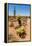 Saguaro and Cholla Cacti in the Arizona Desert-hpbfotos-Framed Premier Image Canvas