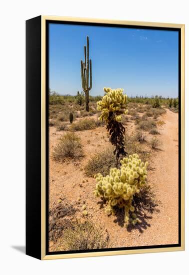 Saguaro and Cholla Cacti in the Arizona Desert-hpbfotos-Framed Premier Image Canvas