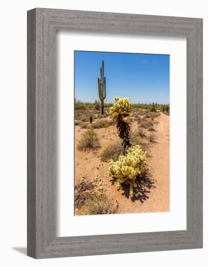 Saguaro and Cholla Cacti in the Arizona Desert-hpbfotos-Framed Photographic Print