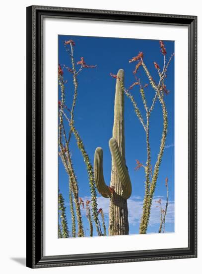 Saguaro and Ocotillo in Arizona Desert-Anna Miller-Framed Photographic Print