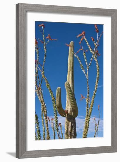 Saguaro and Ocotillo in Arizona Desert-Anna Miller-Framed Photographic Print