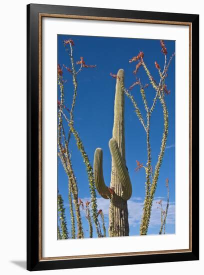 Saguaro and Ocotillo in Arizona Desert-Anna Miller-Framed Photographic Print