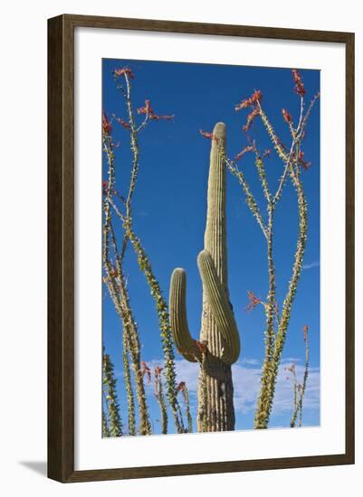 Saguaro and Ocotillo in Arizona Desert-Anna Miller-Framed Photographic Print