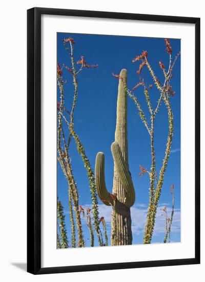 Saguaro and Ocotillo in Arizona Desert-Anna Miller-Framed Photographic Print