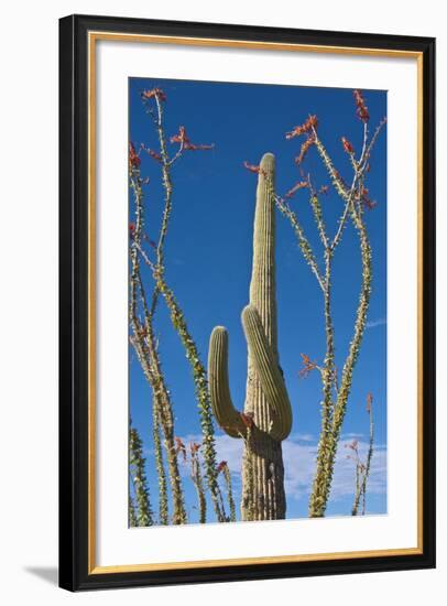 Saguaro and Ocotillo in Arizona Desert-Anna Miller-Framed Photographic Print