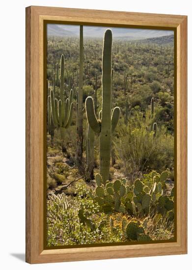 Saguaro and Prickly Pear Cacti, Signal Hill, Saguaro NP, Arizona, Usa-Michel Hersen-Framed Premier Image Canvas