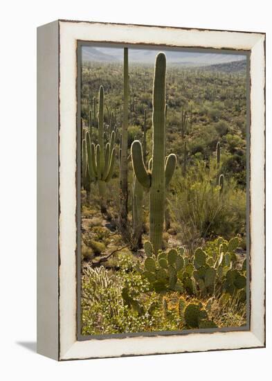 Saguaro and Prickly Pear Cacti, Signal Hill, Saguaro NP, Arizona, Usa-Michel Hersen-Framed Premier Image Canvas