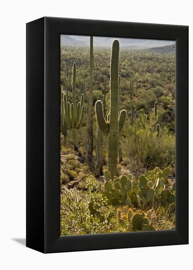 Saguaro and Prickly Pear Cacti, Signal Hill, Saguaro NP, Arizona, Usa-Michel Hersen-Framed Premier Image Canvas