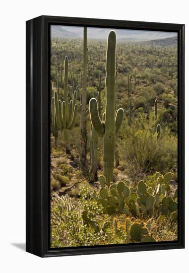 Saguaro and Prickly Pear Cacti, Signal Hill, Saguaro NP, Arizona, Usa-Michel Hersen-Framed Premier Image Canvas