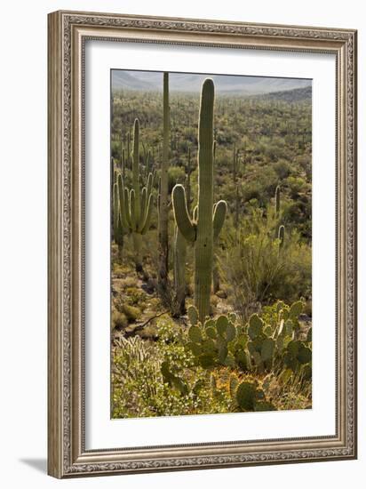 Saguaro and Prickly Pear Cacti, Signal Hill, Saguaro NP, Arizona, Usa-Michel Hersen-Framed Photographic Print