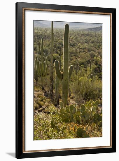 Saguaro and Prickly Pear Cacti, Signal Hill, Saguaro NP, Arizona, Usa-Michel Hersen-Framed Photographic Print