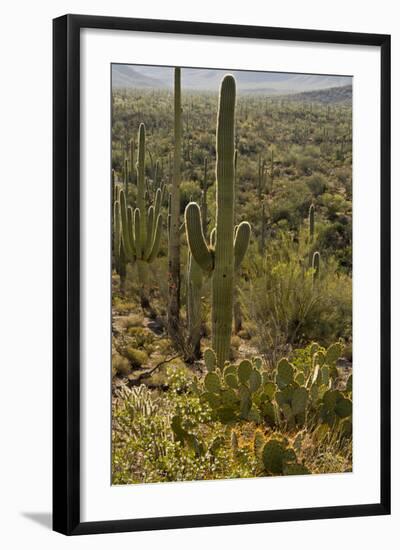 Saguaro and Prickly Pear Cacti, Signal Hill, Saguaro NP, Arizona, Usa-Michel Hersen-Framed Photographic Print