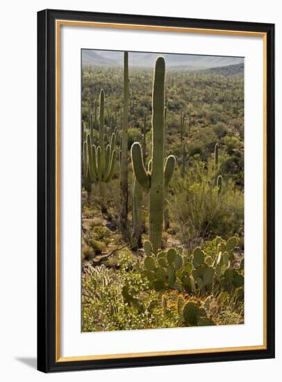 Saguaro and Prickly Pear Cacti, Signal Hill, Saguaro NP, Arizona, Usa-Michel Hersen-Framed Photographic Print