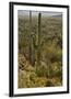Saguaro and Prickly Pear Cacti, Signal Hill, Saguaro NP, Arizona, Usa-Michel Hersen-Framed Photographic Print