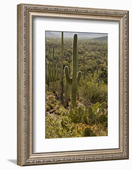 Saguaro and Prickly Pear Cacti, Signal Hill, Saguaro NP, Arizona, Usa-Michel Hersen-Framed Photographic Print