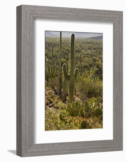 Saguaro and Prickly Pear Cacti, Signal Hill, Saguaro NP, Arizona, Usa-Michel Hersen-Framed Photographic Print