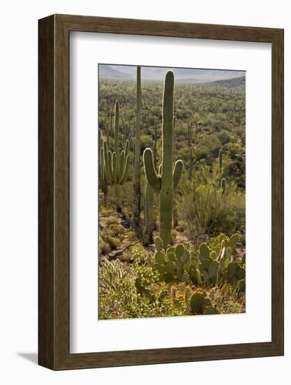 Saguaro and Prickly Pear Cacti, Signal Hill, Saguaro NP, Arizona, Usa-Michel Hersen-Framed Photographic Print