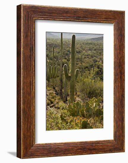 Saguaro and Prickly Pear Cacti, Signal Hill, Saguaro NP, Arizona, Usa-Michel Hersen-Framed Photographic Print