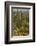 Saguaro and Prickly Pear Cacti, Signal Hill, Saguaro NP, Arizona, Usa-Michel Hersen-Framed Photographic Print