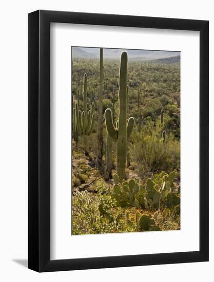 Saguaro and Prickly Pear Cacti, Signal Hill, Saguaro NP, Arizona, Usa-Michel Hersen-Framed Photographic Print