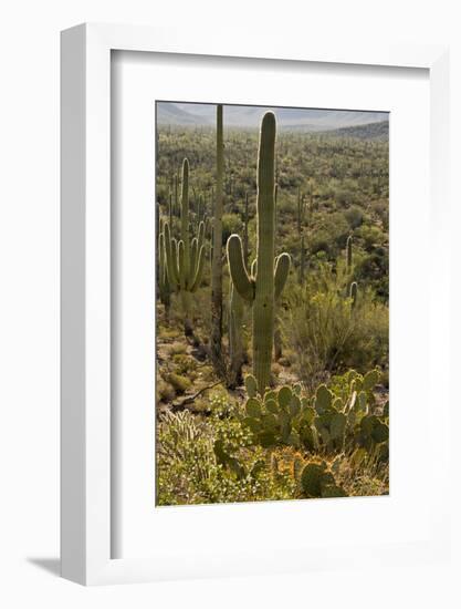 Saguaro and Prickly Pear Cacti, Signal Hill, Saguaro NP, Arizona, Usa-Michel Hersen-Framed Photographic Print