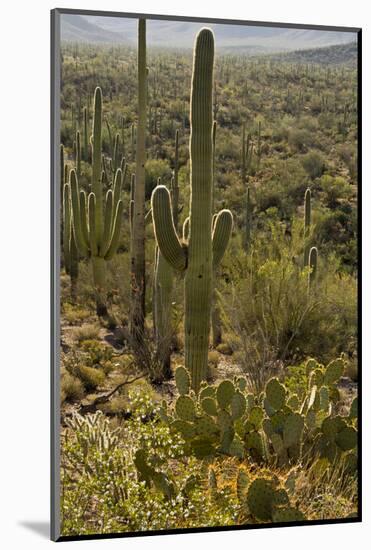 Saguaro and Prickly Pear Cacti, Signal Hill, Saguaro NP, Arizona, Usa-Michel Hersen-Mounted Photographic Print