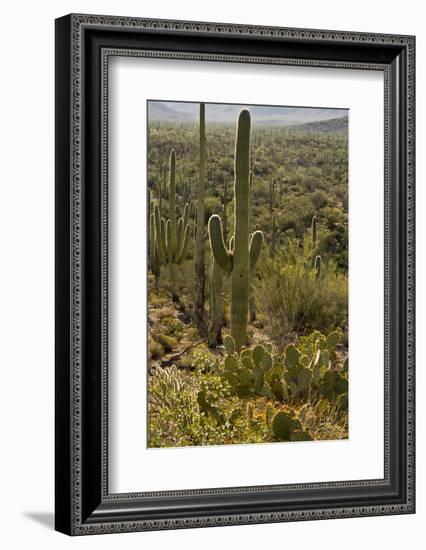 Saguaro and Prickly Pear Cacti, Signal Hill, Saguaro NP, Arizona, Usa-Michel Hersen-Framed Photographic Print