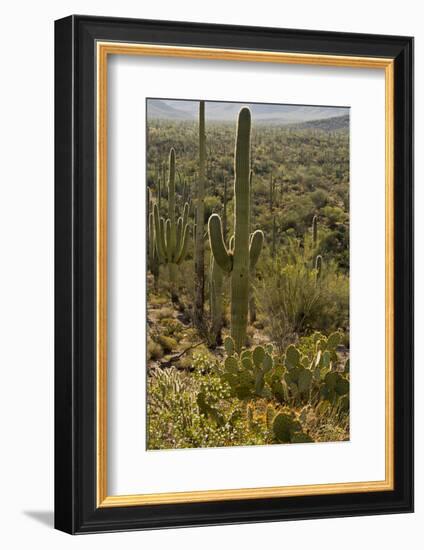 Saguaro and Prickly Pear Cacti, Signal Hill, Saguaro NP, Arizona, Usa-Michel Hersen-Framed Photographic Print