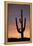 Saguaro at Sunset, Tonto National Forest Arizona, USA-Jamie & Judy Wild-Framed Premier Image Canvas