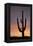 Saguaro at Sunset, Tonto National Forest Arizona, USA-Jamie & Judy Wild-Framed Premier Image Canvas