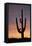 Saguaro at Sunset, Tonto National Forest Arizona, USA-Jamie & Judy Wild-Framed Premier Image Canvas