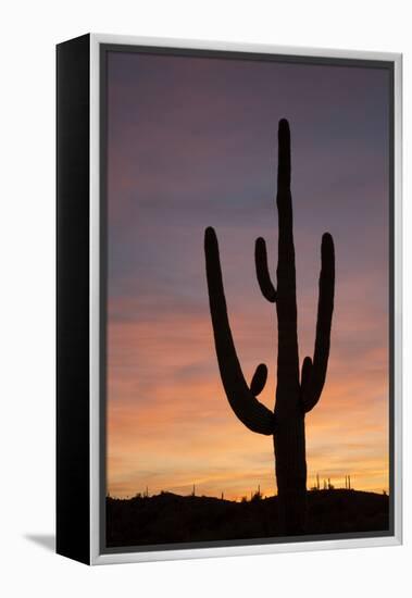 Saguaro at Sunset, Tonto National Forest Arizona, USA-Jamie & Judy Wild-Framed Premier Image Canvas