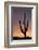 Saguaro at Sunset, Tonto National Forest Arizona, USA-Jamie & Judy Wild-Framed Photographic Print