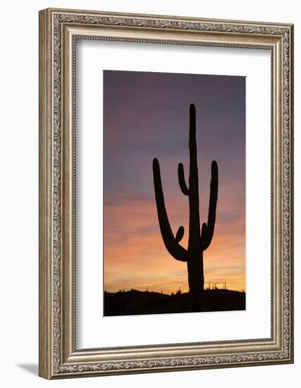 Saguaro at Sunset, Tonto National Forest Arizona, USA-Jamie & Judy Wild-Framed Photographic Print