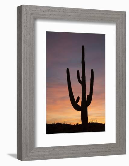 Saguaro at Sunset, Tonto National Forest Arizona, USA-Jamie & Judy Wild-Framed Photographic Print