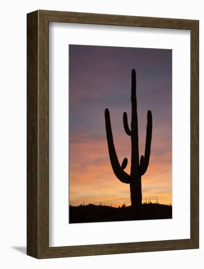 Saguaro at Sunset, Tonto National Forest Arizona, USA-Jamie & Judy Wild-Framed Photographic Print