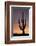 Saguaro at Sunset, Tonto National Forest Arizona, USA-Jamie & Judy Wild-Framed Photographic Print